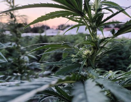 la marque buraliste genetik.fr et jungle grower