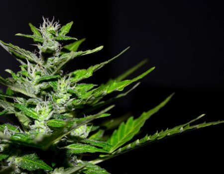 top 7 meilleurs boutique de CBD
